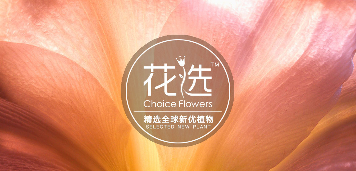 花选