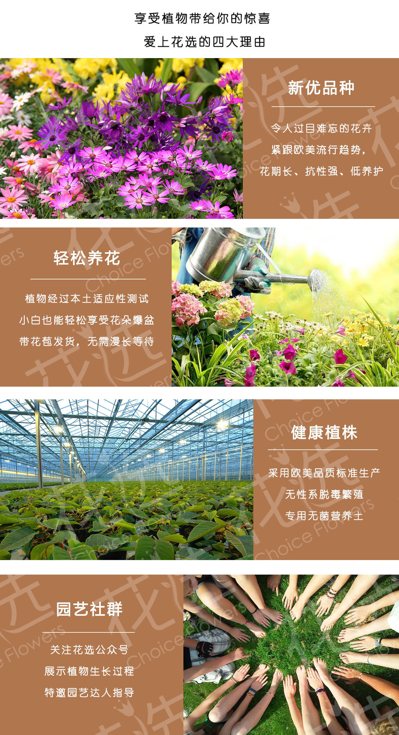 花选